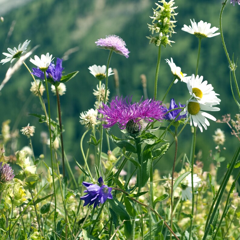 27561065 - Wiesenblumen.jpeg